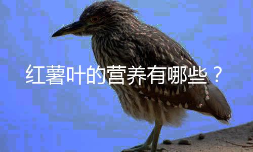 红薯叶的营养有哪些?