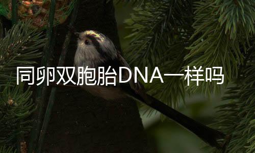 同卵双胞胎DNA一样吗?