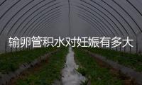 输卵管积水对妊娠有多大影响？